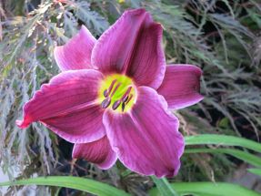 Hemerocallis Grape Velvet violette Taglilie groblumig fterblhend im 18cm Topf